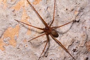 Brown Recluse Spider