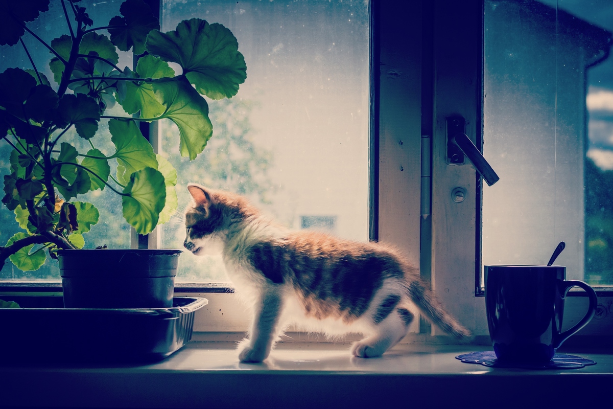 Kitten playing at home on windowsill