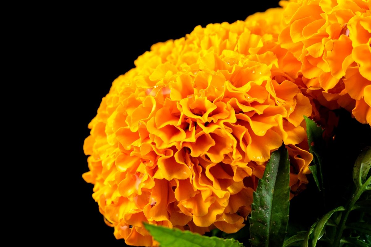 Mexican flowers discount