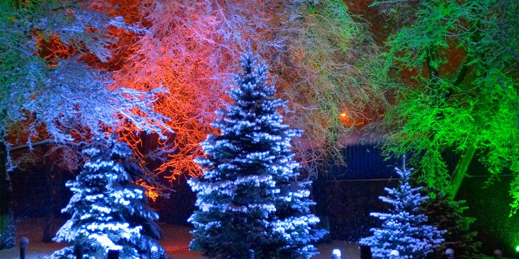 Christmas Trees in Red, White and Green