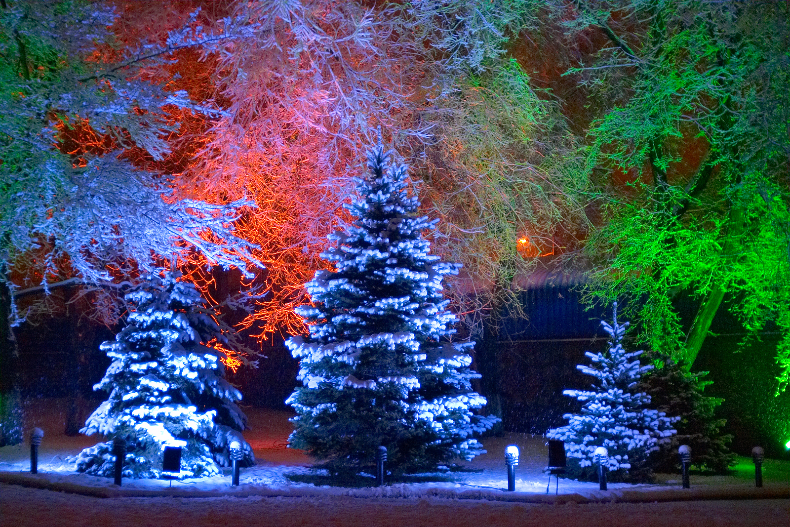 Christmas Trees in Red, White and Green