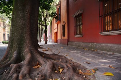 Autumn - Coyoacan Mexico