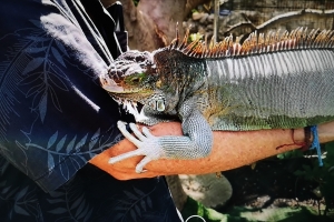 DBC holding an iguana