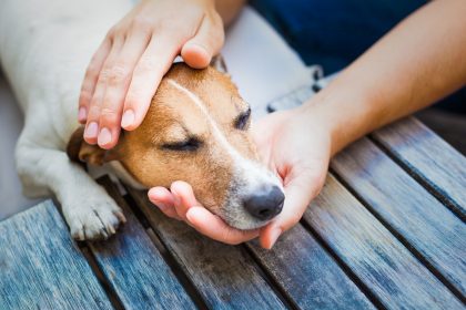 Petting a dog