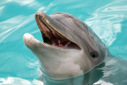 Swimming with Dolphins in Mexico