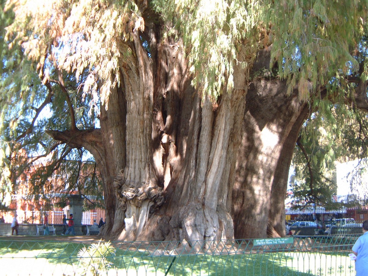 Mexico’s 2,000 YearOld Living Tree Mexperience