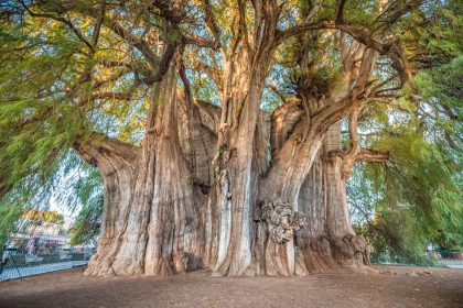 El Tule Tree, Oaxaca