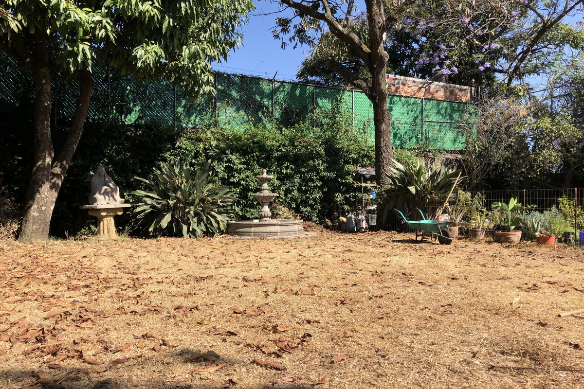 A garden in the dry season in Mexico