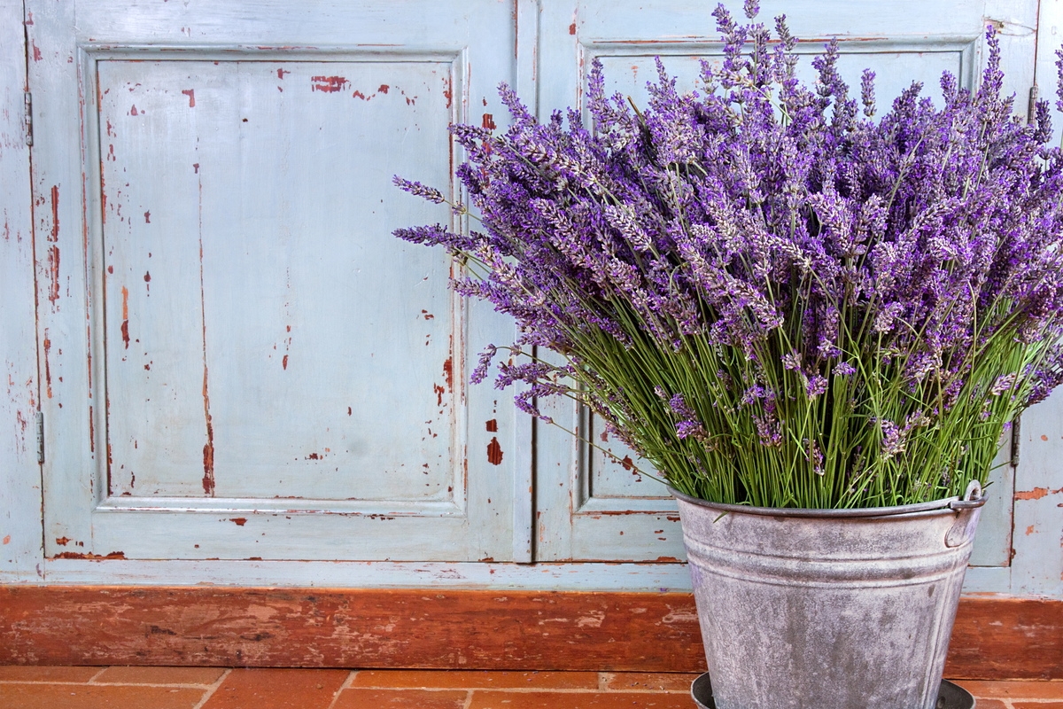 Lavender on a terrace in front of a wooden door