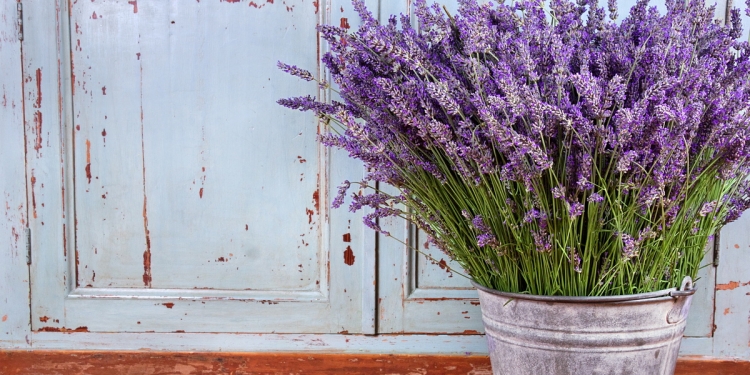 Lavender on a terrace in front of a wooden door