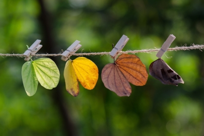 Leaves through the seasons