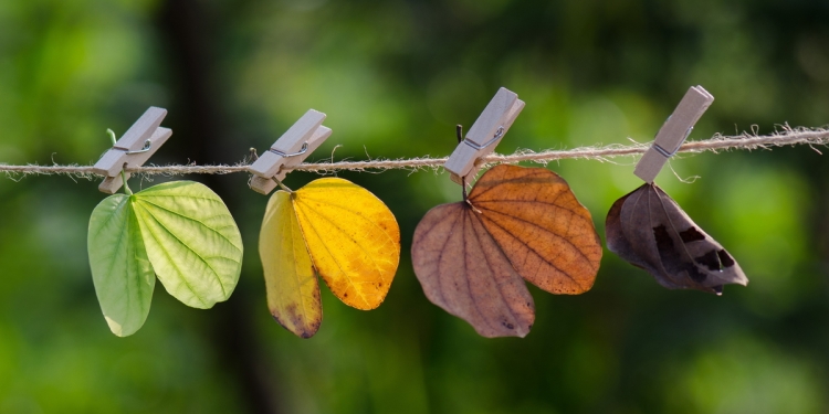 Leaves through the seasons