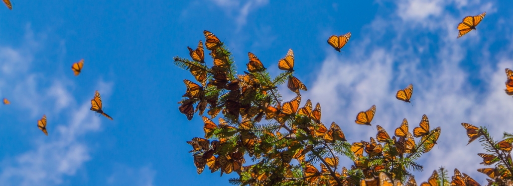 Monarch Butterflies arriving in Mexico