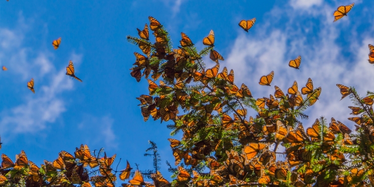 Monarch Butterflies arriving in Mexico