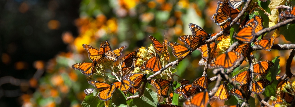 Monarch Butterflies in Mexico