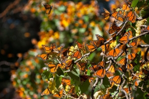 Monarch Butterflies clustering on a tree