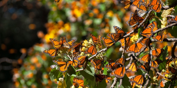 Monarch Butterflies clustering on a tree