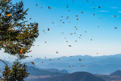 Monarch Butterflies mountain scene