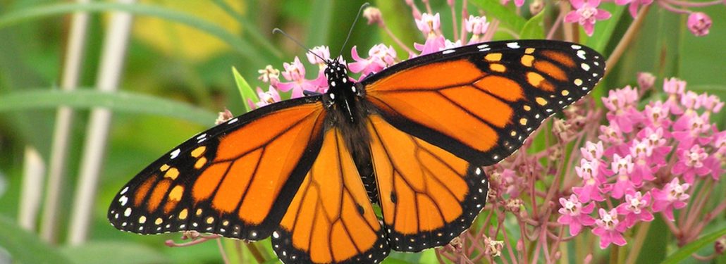 Monarch Butterflies in Mexico