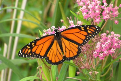 Monarch Butterflies in Mexico