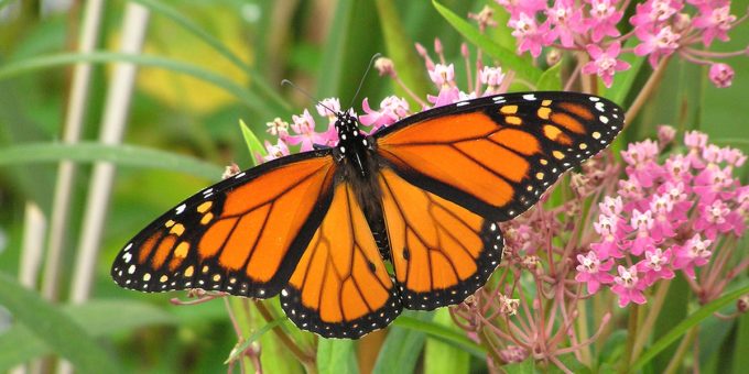 Experience Monarch Butterflies Mexico