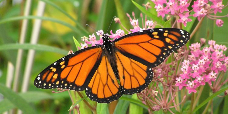 Monarch Butterflies in Mexico