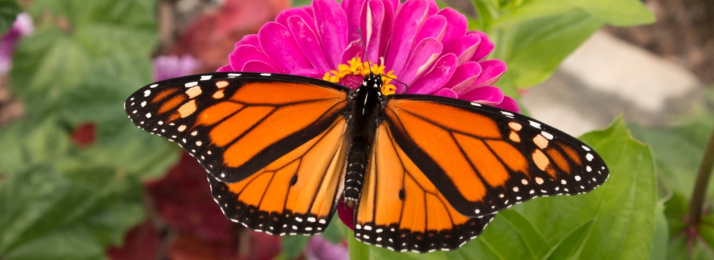 Monarch Butterflies in Mexico