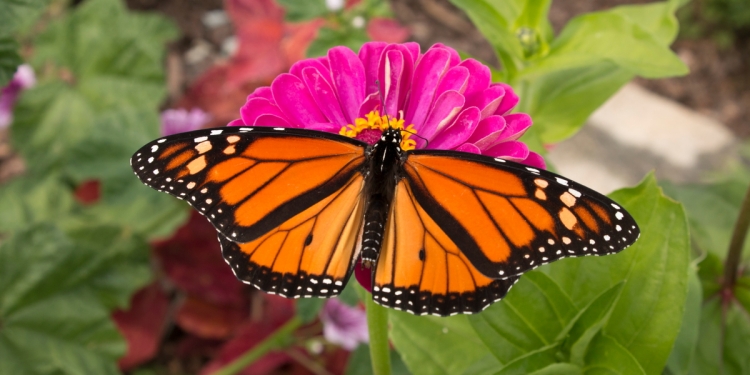 Monarch Butterflies