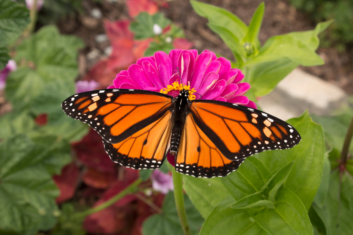 Monarch Butterflies in Mexico