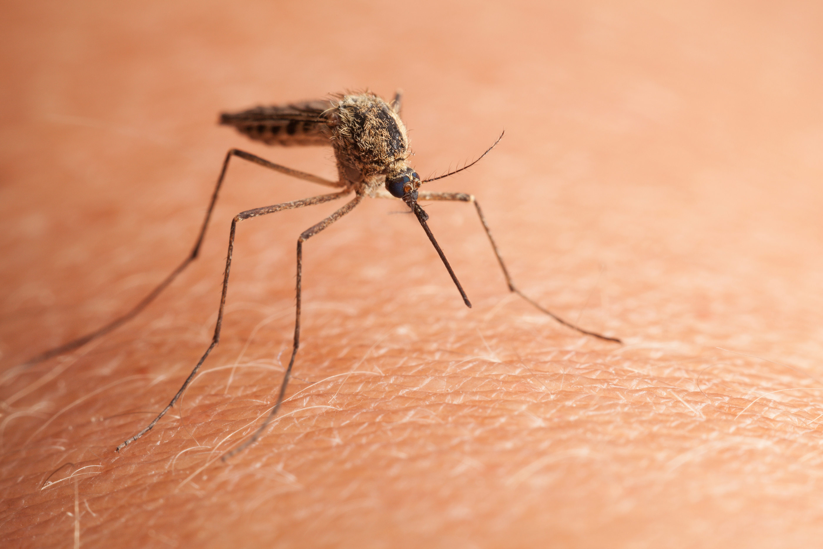 Mosquito On Skin