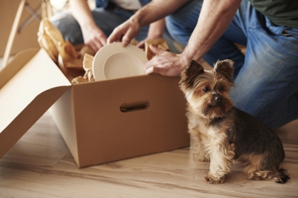 Moving boxes, plates, and pets