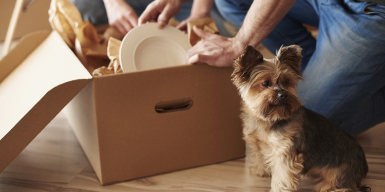 Moving boxes, plates, and pets