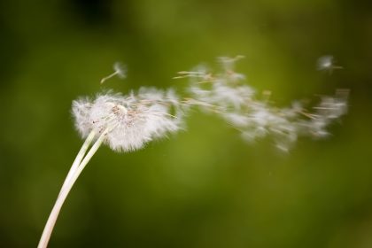 Mystical Wind