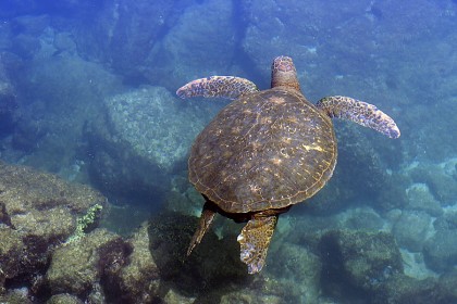 Turtle Sanctuaries in Mexico