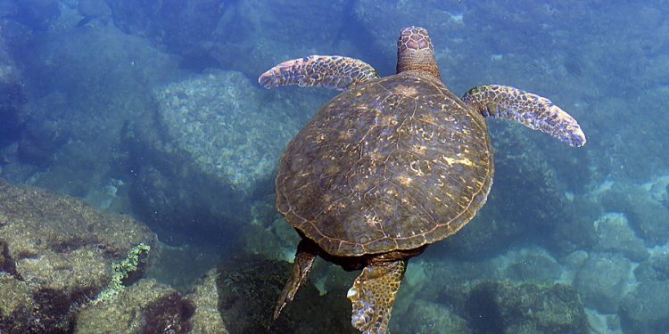 Turtle Sanctuaries in Mexico