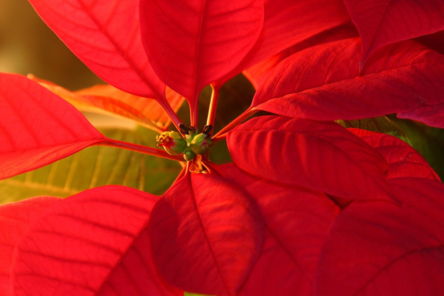 Christmastime in Mexico