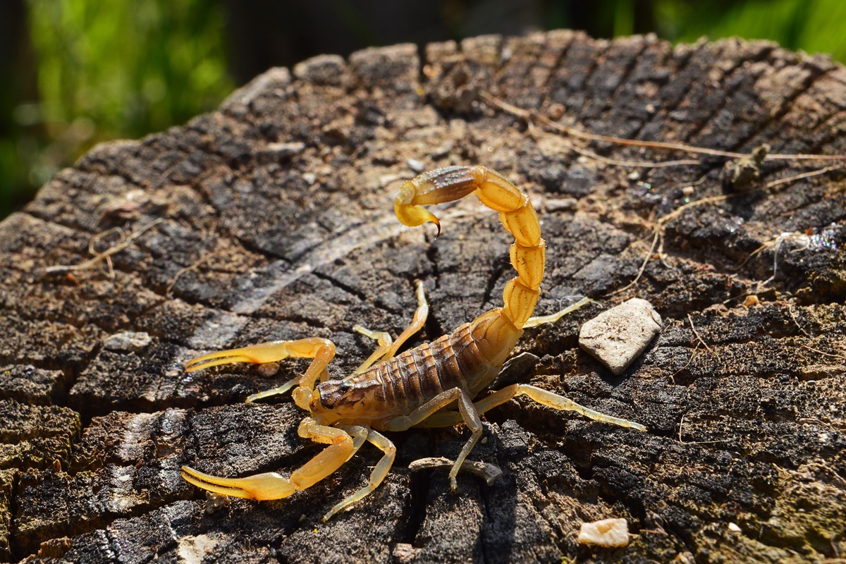 Scorpion on tree stump in the wild