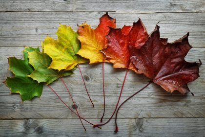 Seasonal Colors
