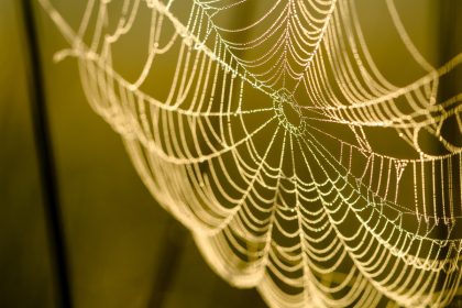 Spider Web
