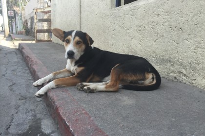 Street Dog in Mexico