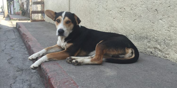 Street Dog in Mexico