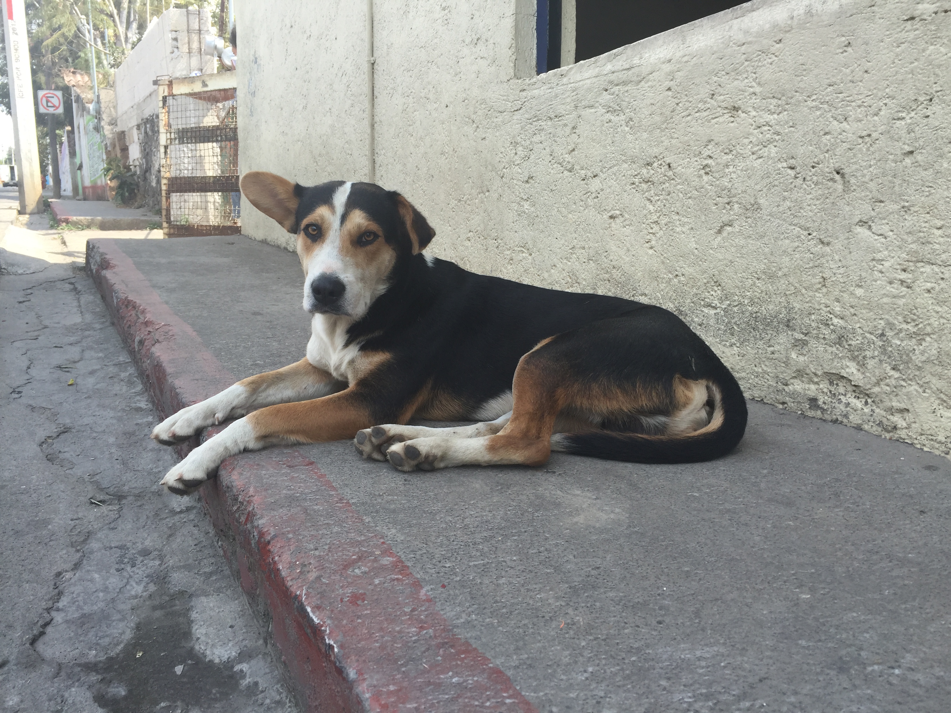 Street Dog in Mexico