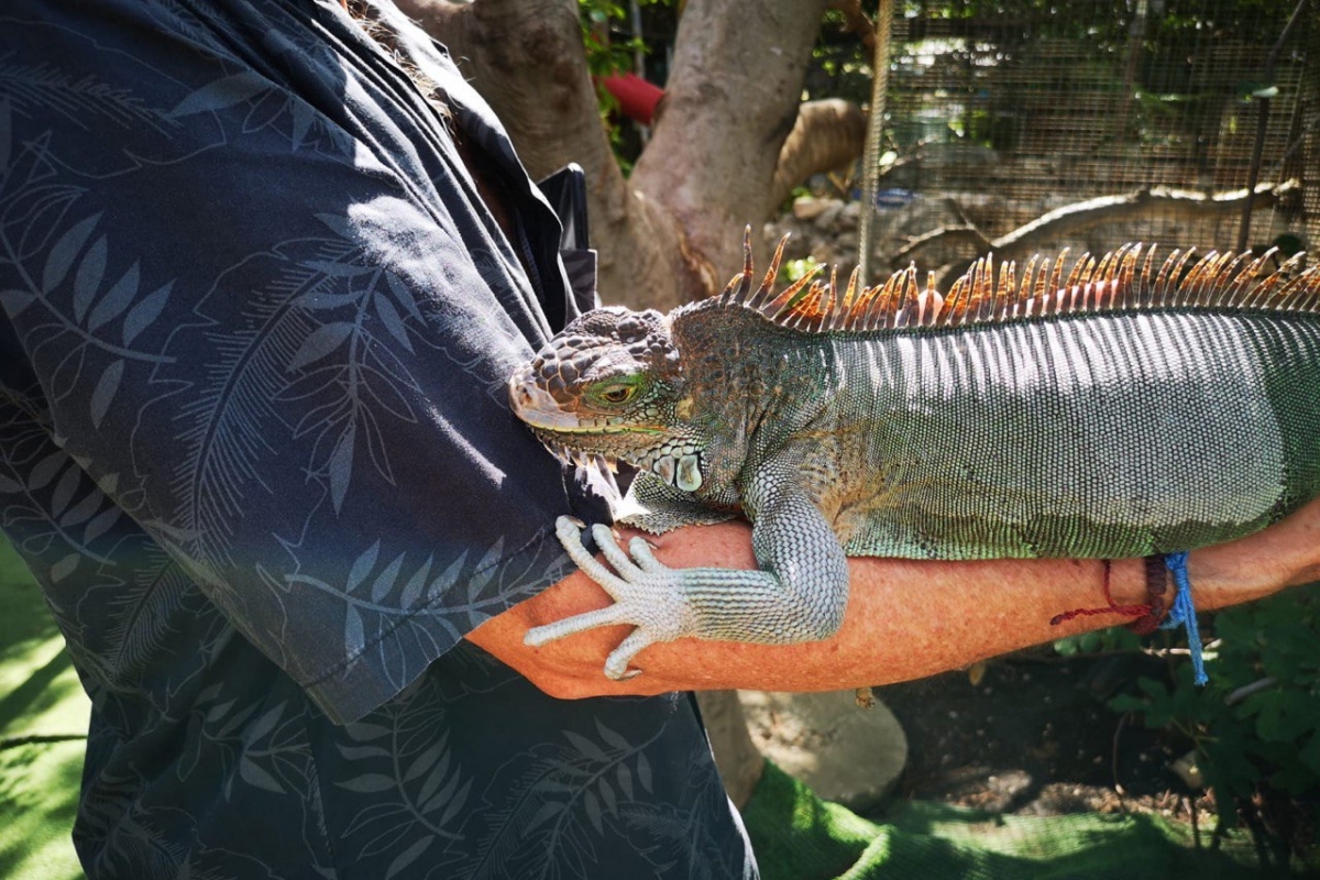 DBC Pierre with Iguana