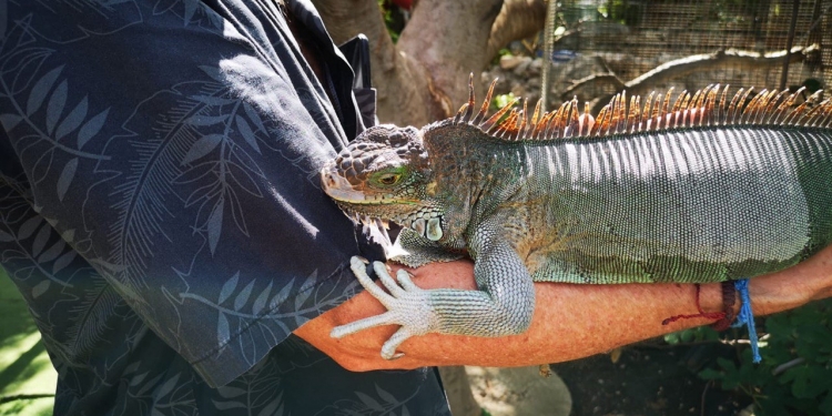 DBC Pierre with Iguana