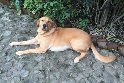 Dog in Mexico
