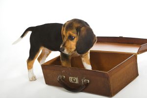 Bringing Pets to Mexico