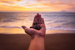 Volunteer helping to release a sea turtle back into the wild