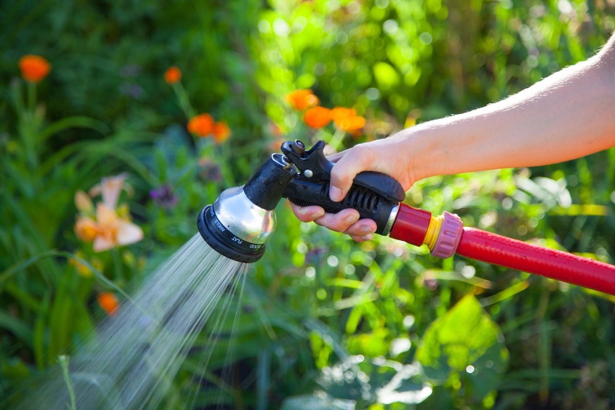 Watering Hose and Flowers