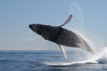 Whale Watching in Mexico