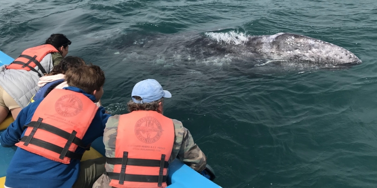 Whale Watching in Baja California, Mexico